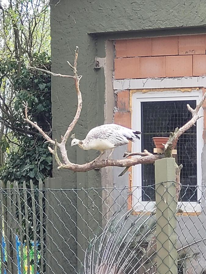 Maerchenhaft Urlauben Auf Dem Alpakahof Apartman Rambow Kültér fotó