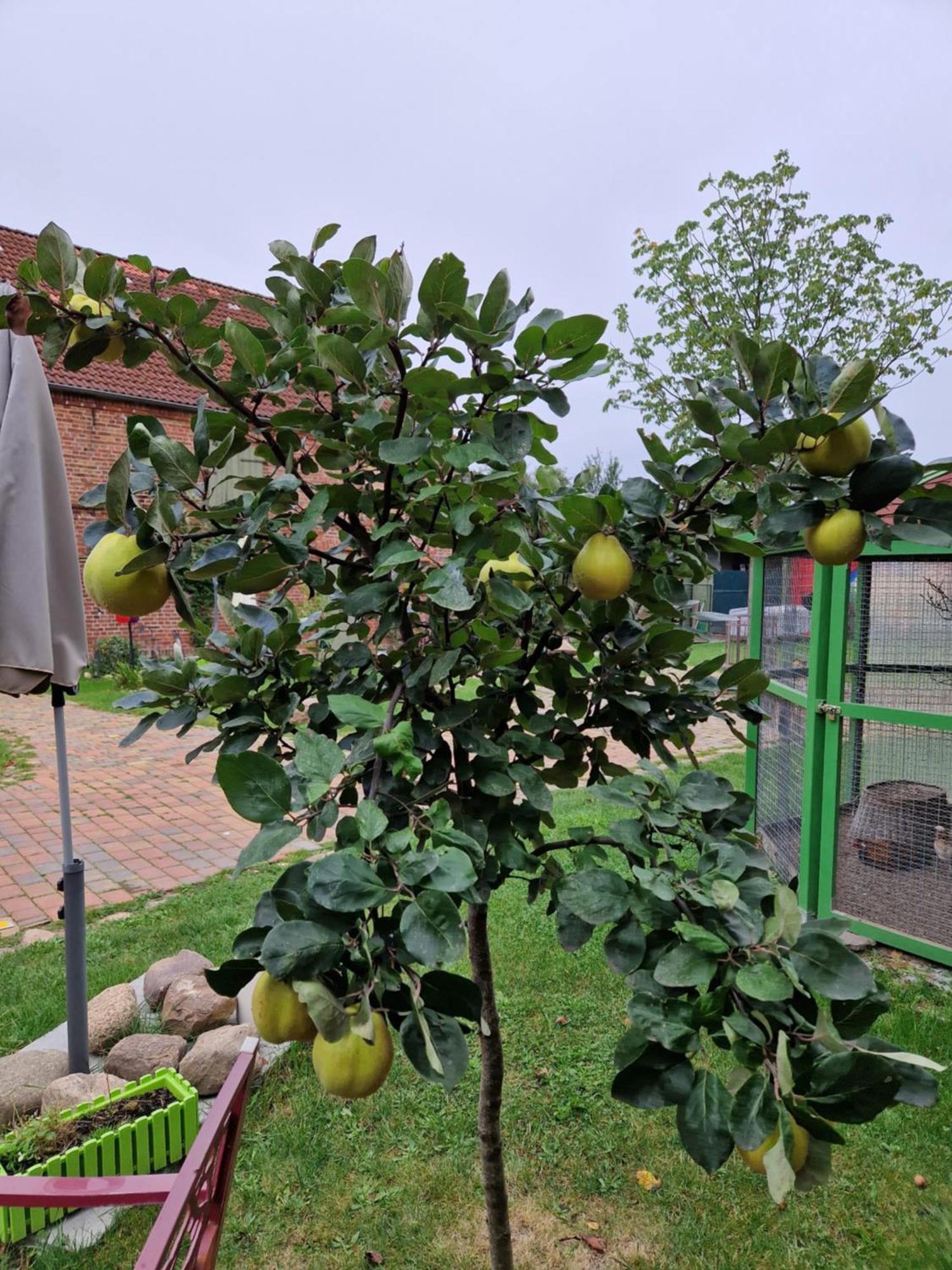 Maerchenhaft Urlauben Auf Dem Alpakahof Apartman Rambow Kültér fotó